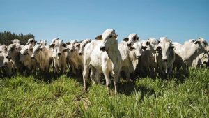 certos bois fazendo o que deveriam fazer: comer seu pasto